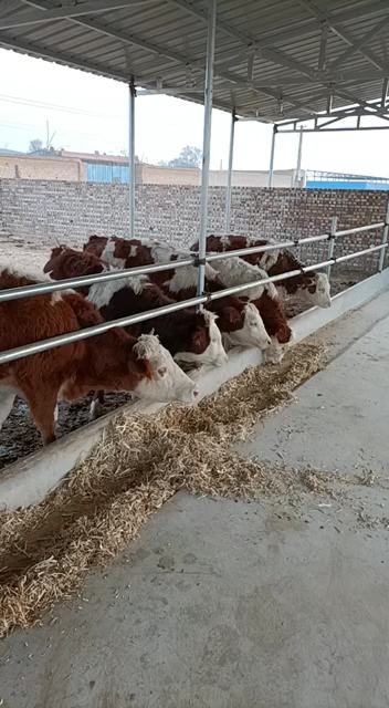 【精选】山西省忻州市肉牛，奶牛，养殖基地