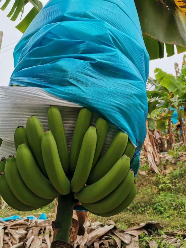 热销云南山地香蕉，越南西贡全金黄不受寒精品香蕉