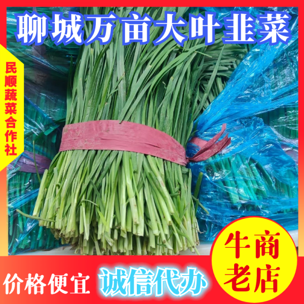 精品《大叶韭菜》万亩种植基地直供批发商超价格便宜一手货源