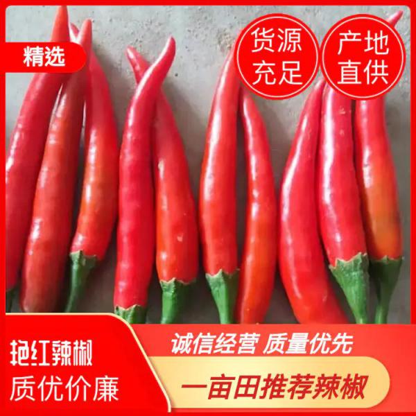 艳红辣椒 5~10厘米 中辣 红，产地直销，欢迎洽谈订购