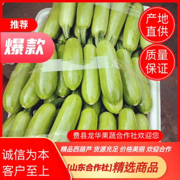 山东费县西葫芦【品质保证】欢迎来电【诚信经营】