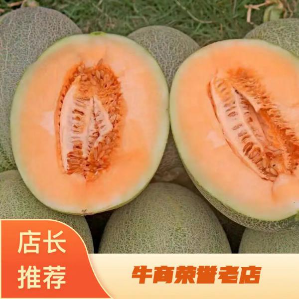 【精品哈蜜瓜】晓蜜25 现货大量上市 保质保量