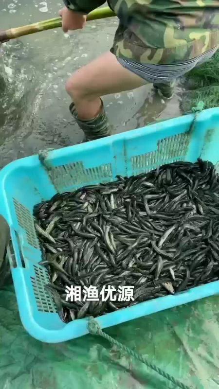 岳阳大型鱼苗孵化基地直供杂交黑鱼苗常年供应黑鱼苗