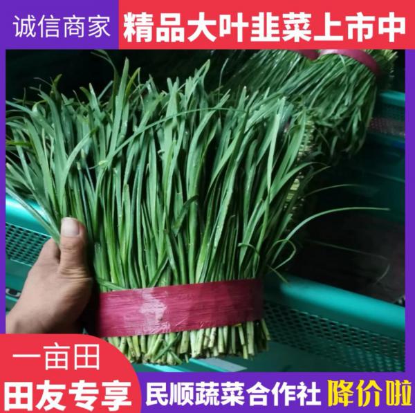 《精品大叶韭菜》万亩种植基地直供 全国代发 价格便宜一手货源