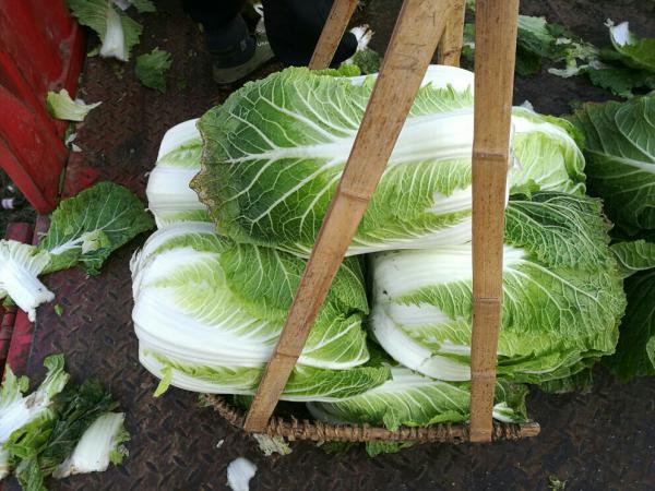 阳春白菜 4~6斤，大量供应，保质保量。