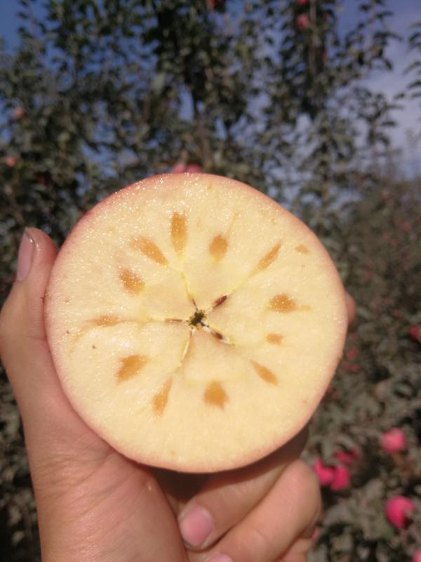 新疆阿克苏冰糖心苹果脆甜正宗一件代发产地直发包邮