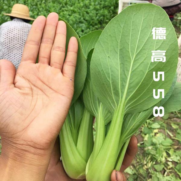 德高558青梗菜种子种籽上海青蔬菜孑小油菜菜种青菜籽种