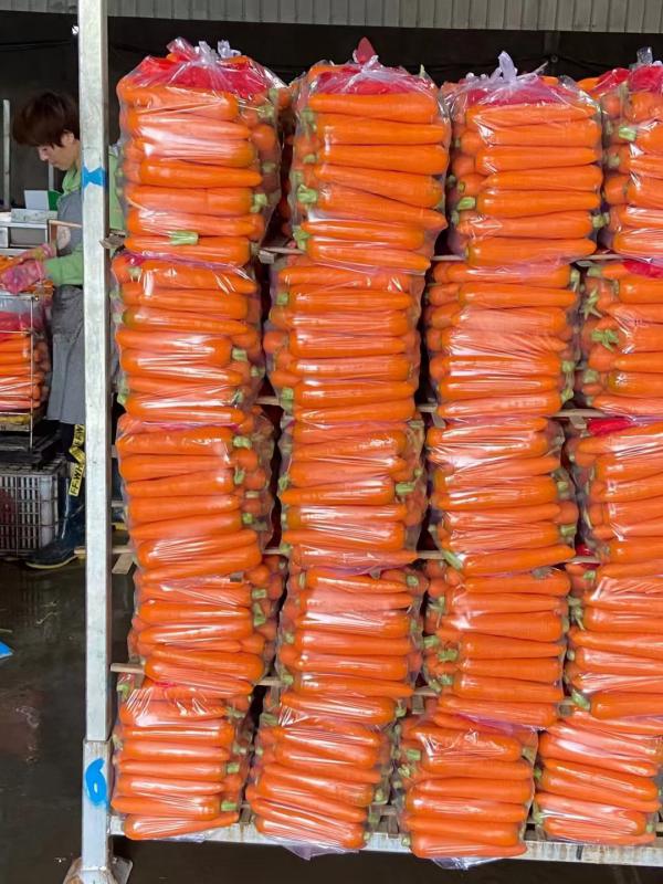 萝卜产地直供一手货源批发品质保证价格美丽欢迎合作！