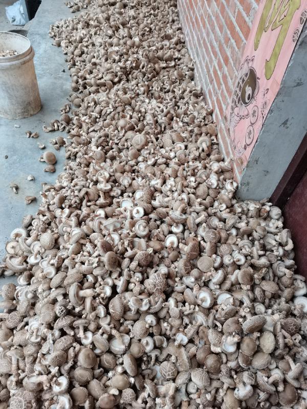 西峡香菇种植基地精选香菇双剪腿香菇个性化需求供应