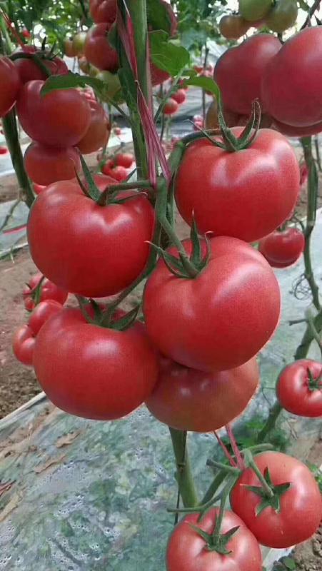 大果硬粉番茄种子，叶片大，抗病强，口感好吃！