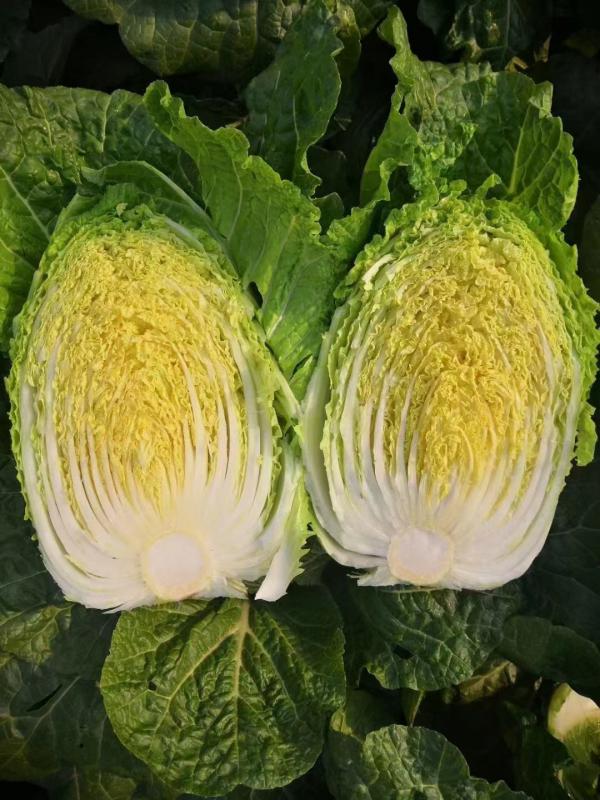 大白菜 4~6斤 净菜、毛菜，大量供应中