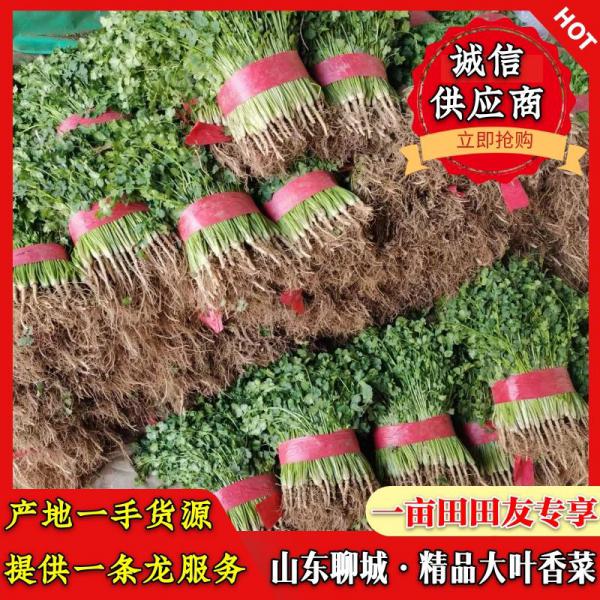 山东聊城 精品大叶香菜 产地大量上市中 价格便宜 一条龙