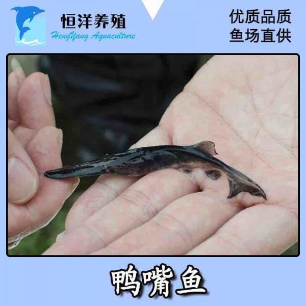 供优质鸭嘴鱼苗