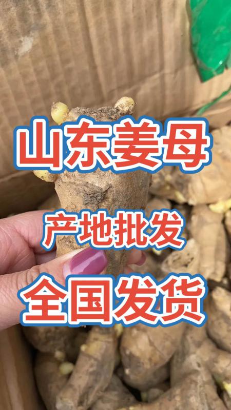 姜母  山东优质姜母常年有货  质量好  货源充足