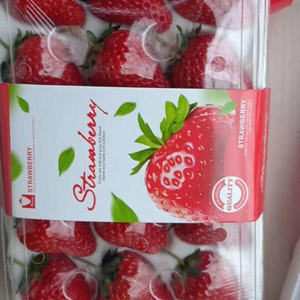 丹东九九草莓批量上市，对接批发商，商超一件代发，按需包装