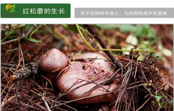 红松蘑原始森林里百年老松树