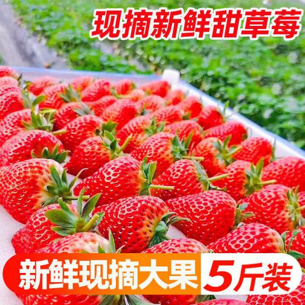 大凉山露天草莓（红货、生货）电商市场等接单中！