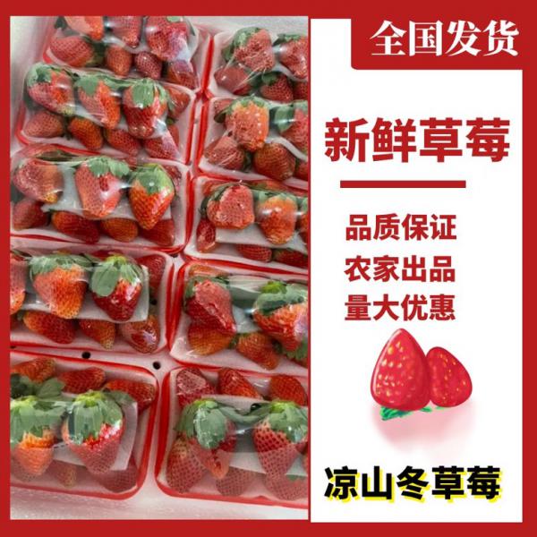 四川阳光 草莓 基地，职业代办，冬草莓 凉山草莓