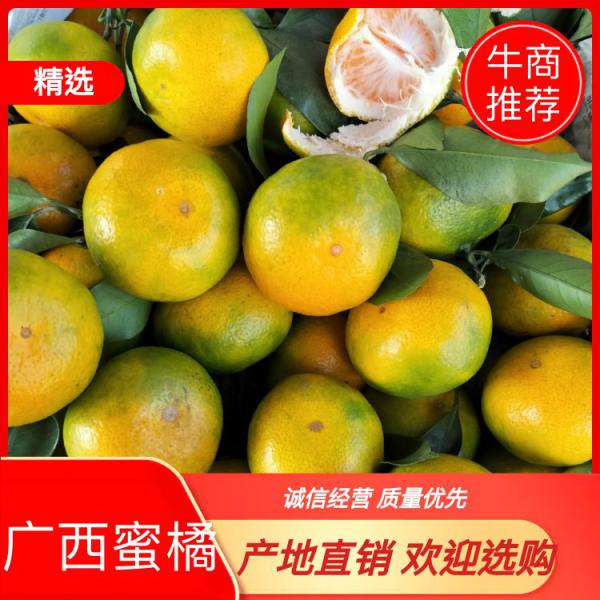 大量供应广西桂林的早熟蜜桔，又甜又化渣水份又足
