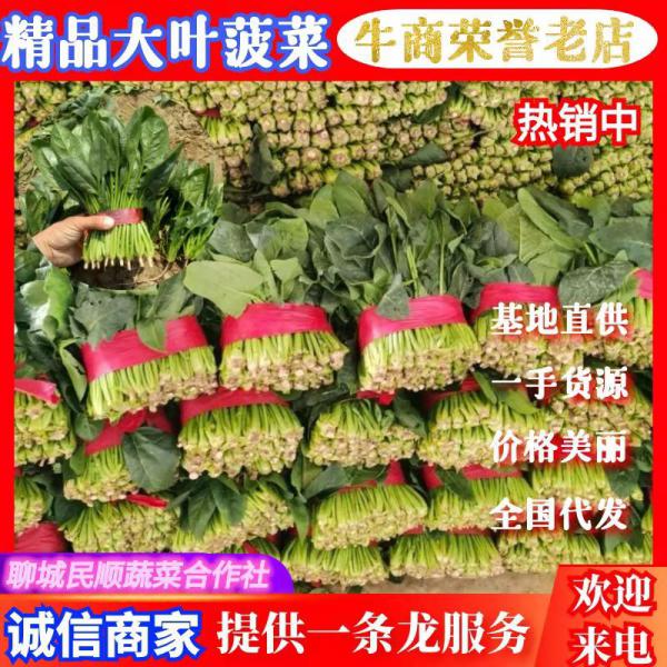 山东菠菜 聊城大叶菠菜 大量上市中，品质好，质量保证