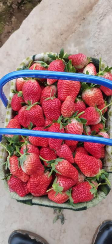 冬草莓，奶油草莓大量上市