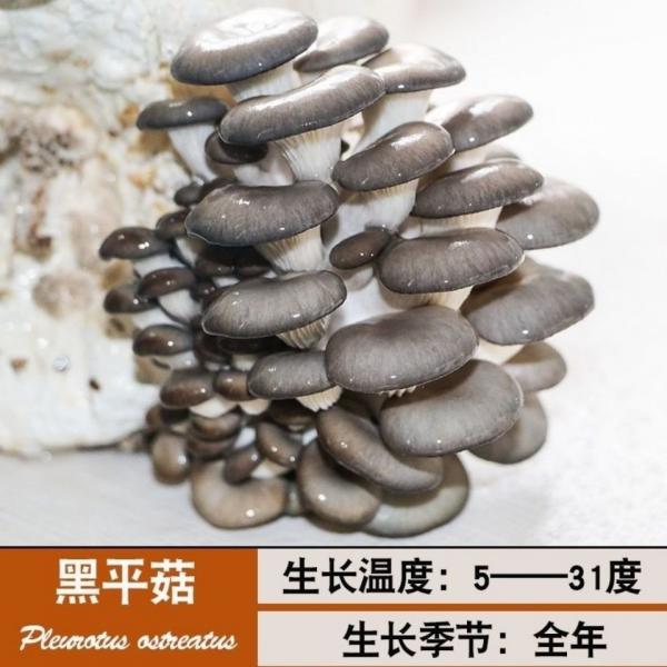 食用菌蘑菇菌种蘑菇包平菇菌包家庭种植食用菌菌棒盆栽蘑菇
