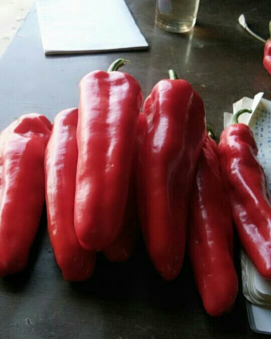 【辣椒】精品红椒，条形直，个头大，颜色鲜红。可视频看货