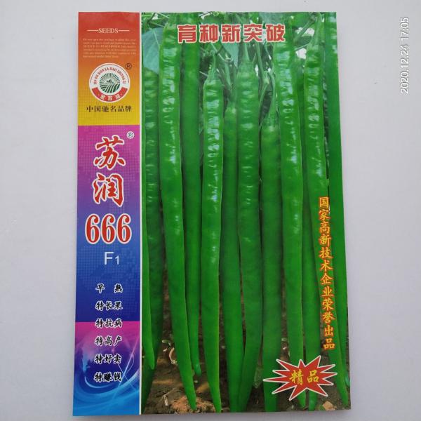 苏润666特长线椒种子品种一代杂交品种子基地专用品种