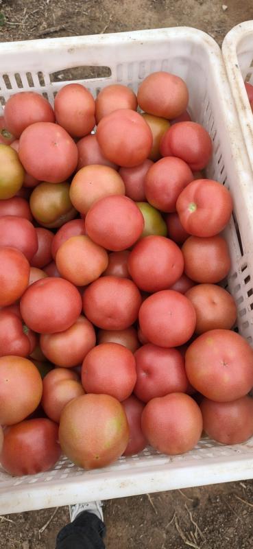 赤峰西红柿大量上市产地直销实力代收