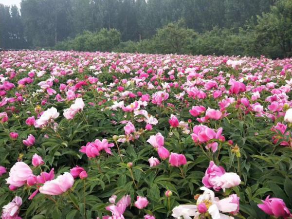 芍药自产自销   芍药种植基地。 20万低价