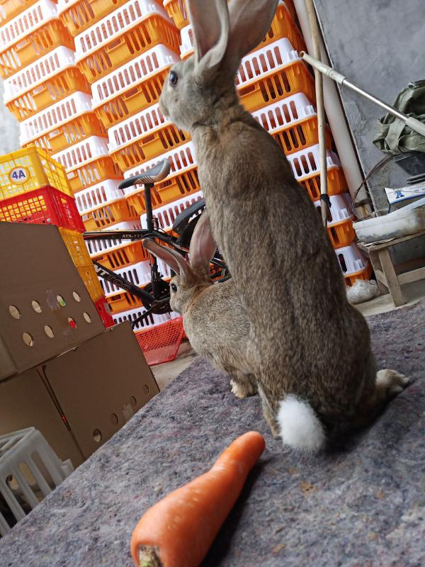 比利时种兔 肉兔 野兔色