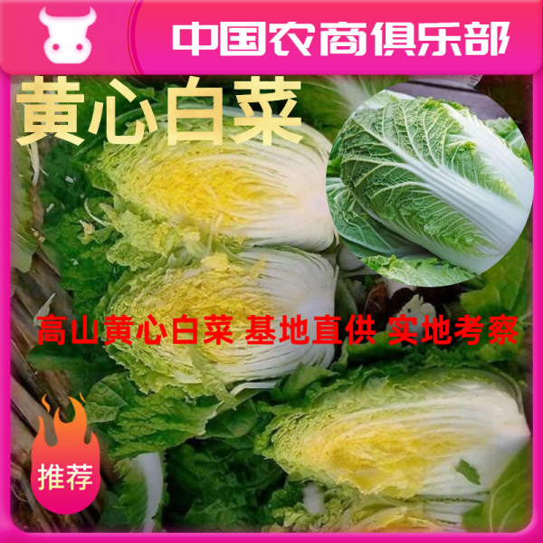 【精品】高山黄心白菜支持视频净菜3-5斤 包装一条龙服务