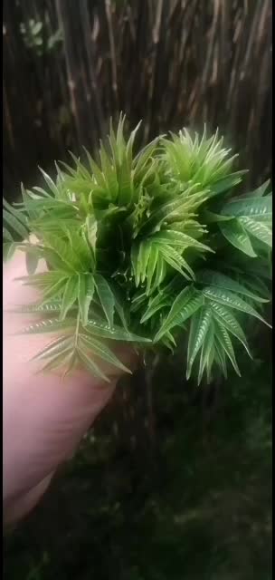 江苏大棚种植基地香樁芽