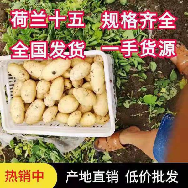 山东荷兰十五土豆清库处理，价格低支持发货