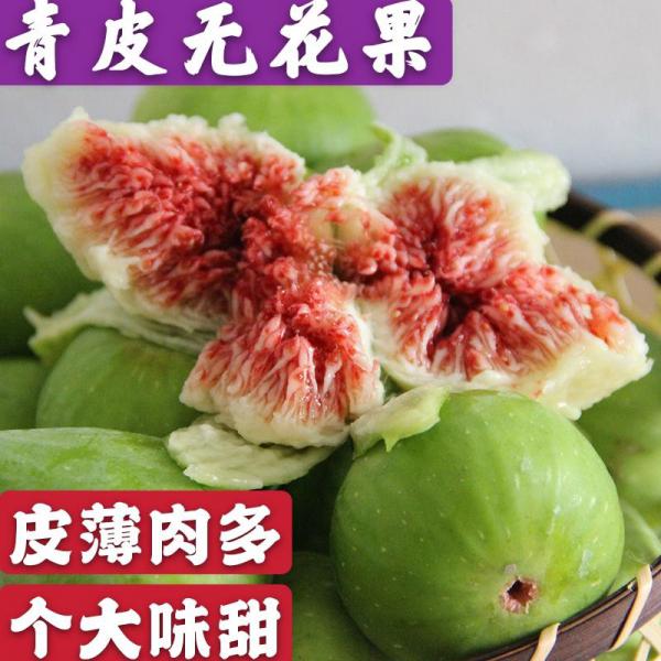 青皮无花果优质嫁接无花果树苗品种齐全量大从优