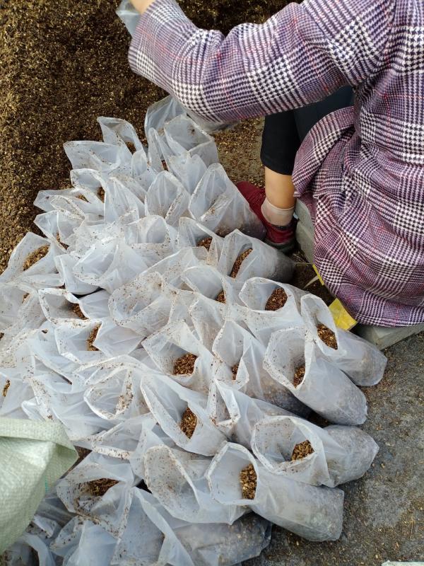 羊肚菌种和营养包，西峡县科达菌种厂羊肚菌出的快，产量高