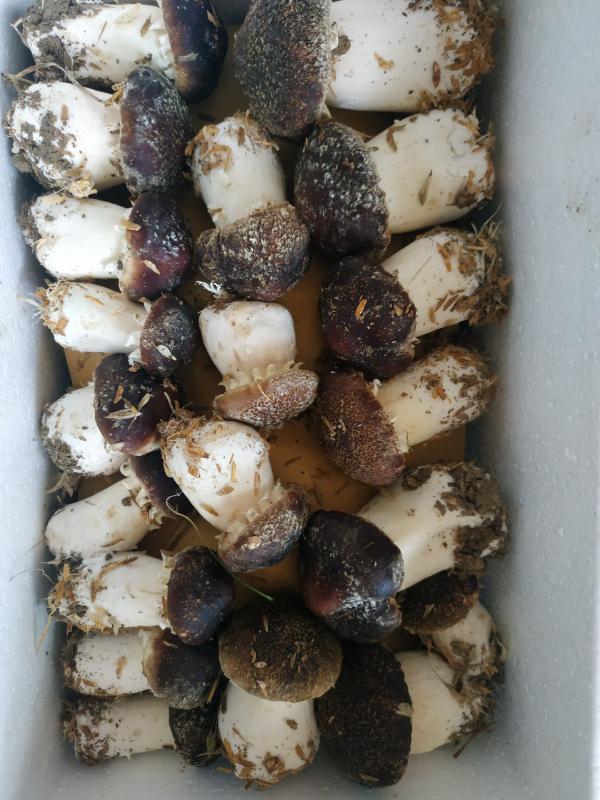 松茸菇，红松茸，新鲜蘑菇，姬松茸，新鲜蘑菇