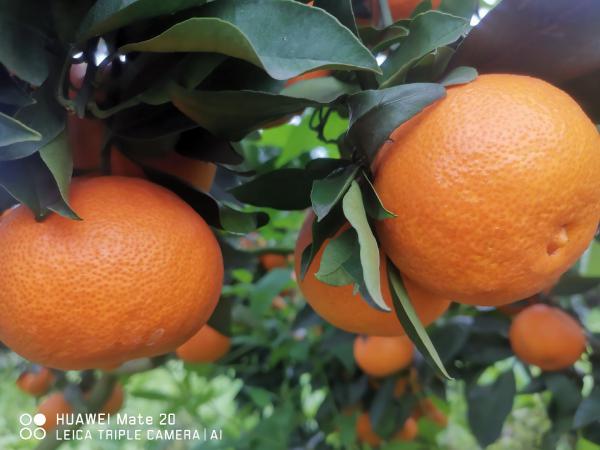 爱媛38号果冻橙大量上市  产地直销 年产500万斤
