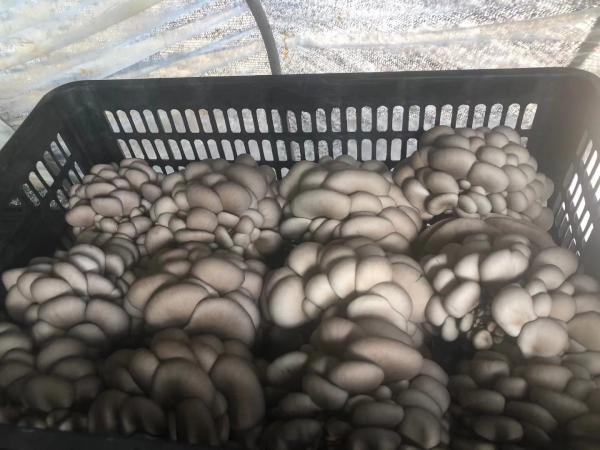 小灰平菇，江苏徐州新沂市平菇种植基地，欢迎各地老板！
