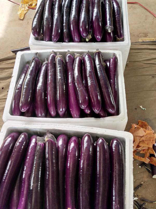 广东湛江紫红长茄(供市场批发，超市，食堂，工厂)