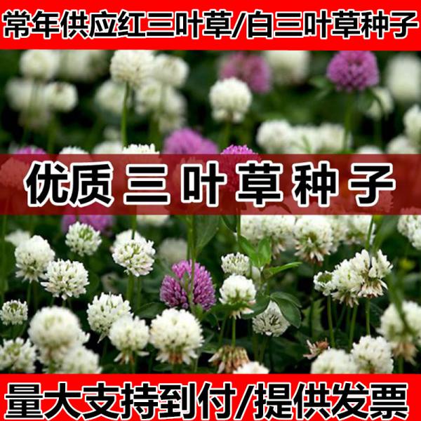 白三叶草籽 进口海法发绛红三叶草种子 四季果园绿化草坪牧草绿