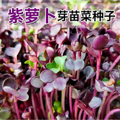 芽苗菜种子紫萝卜白萝卜 红萝卜种籽 无土栽培