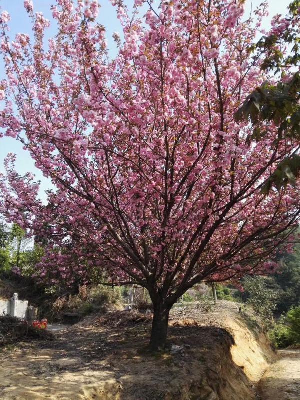 供樱花早樱晚樱日本樱花樱花树大量供应