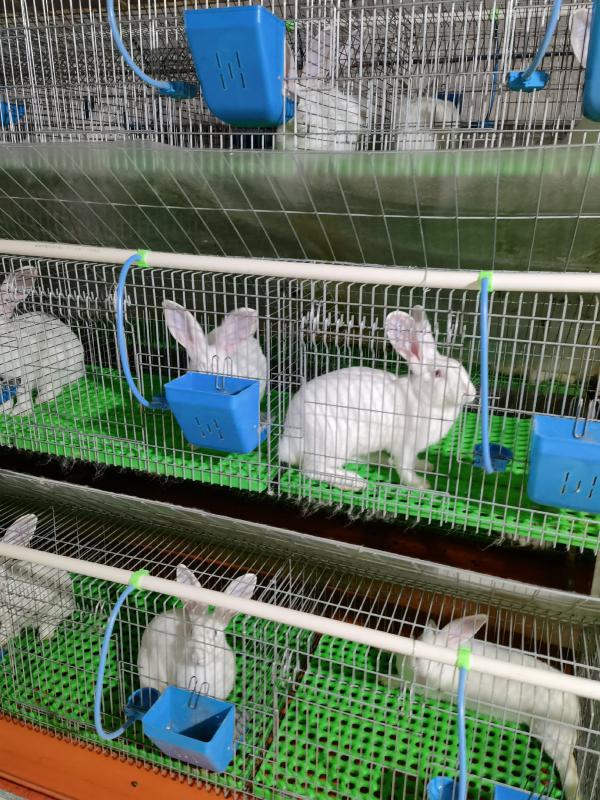 肉兔，种兔，大白兔，灰兔提供技术支持，回收肉兔