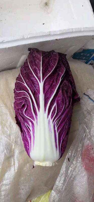紫白菜，3斤/15元包邮，5斤25包邮