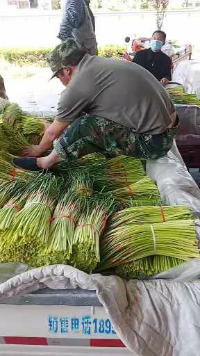 平邑红帽蒜苔大量上市，新鲜现货，量大。基地直供，可代发货