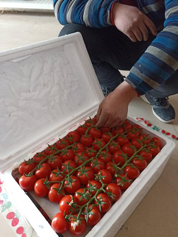 专业代收山东万亩串红千禧小番茄量大质优种面积大长期合作商