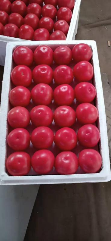 毛粉西红柿刚刚上市果型园艳色红亮可生吃供应大型批发市场