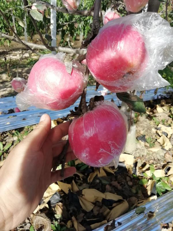 纸加膜红富士苹果种植基地大荔县红富士苹果产地行情