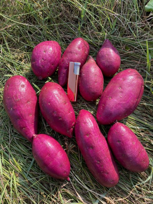 008紫薯国产越南紫薯产地直供，粉糯品质好，量大价格可谈